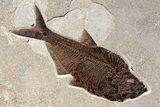 Green River Fossil Fish Mural with Monster Phareodus #356710-4